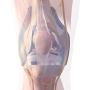 3D-Grafik des Inneren eines Knies nach einer OP