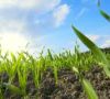 Junge Weizenpflanzen: Bayer will in einer Forschungskooperation mit den Shanghai Institutes for Biological Sciences (SIBS) die Erträge steigern.