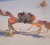 Wie Krabbenabfälle biogene Pigmente in Druckfarben werden