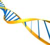 Schematische Darstellung eines DNA-Stranges