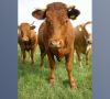 AMG-Novelle will Antibiotika-Einsatz in der Tierhaltung vermindern