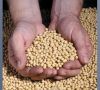 Übernahme in der Agrar-Branche: Monsanto will Syngenta schlucken