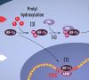 Bei normaler Sauerstoffversorgung in der Zelle (Normoxia) markiert das Protein VHL den Signalkomplex HIF für den Abbau. Bei Sauerstoffmangel (Hypoxia) reichert sich HIF an und aktiviert das Gen für EPO, was die Produktion roter Blutkörperchen ankurbelt.