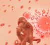 Affenpocken-Virus und Affe